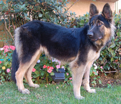 Dakota von Hesperia new standing 2